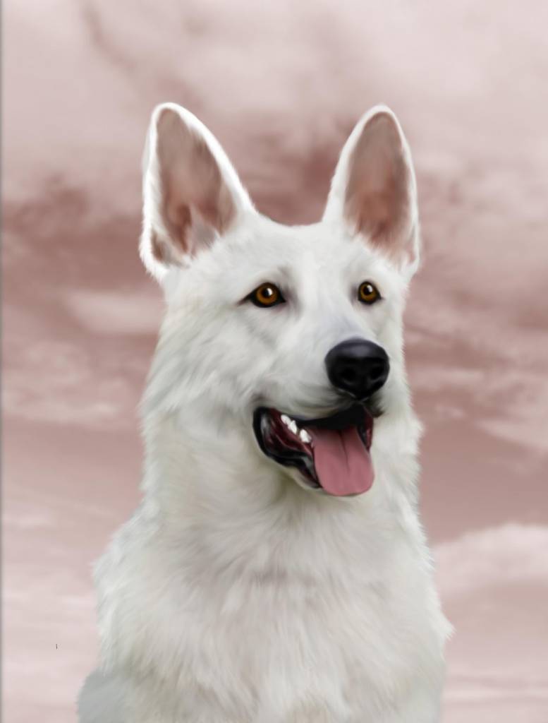 Белая швейцарская овчарка Berger Blanc Suisse