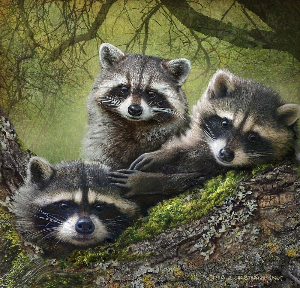 Racoon Racoon группа